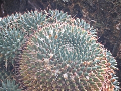 Mammillaria gigantea