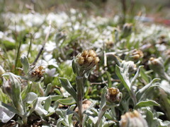 Antennaria media