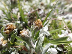 Antennaria media