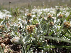 Antennaria media