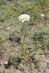 Silphiodaucus hispidus