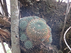 Mammillaria gigantea