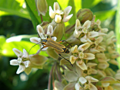 Chauliognathus marginatus