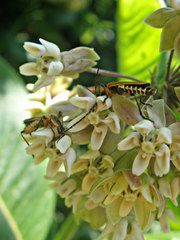Chauliognathus marginatus