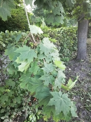 Acer platanoides