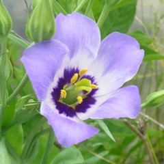 Eustoma