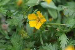 Potentilla flabellifolia