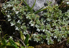 Potentilla nitida