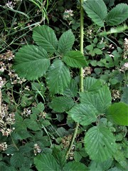 Rubus cissburiensis