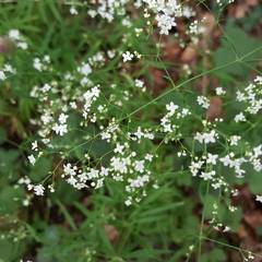 Galium laevigatum