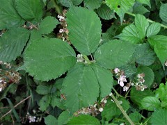 Rubus cissburiensis