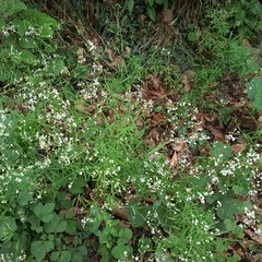 Galium laevigatum