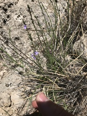 Hesperidanthus linearifolius