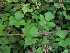Rubus warrenii