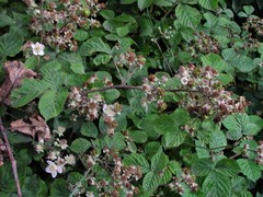 Rubus warrenii