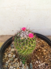 Mammillaria polythele