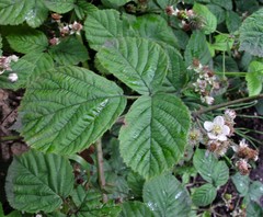 Rubus warrenii