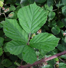 Rubus warrenii