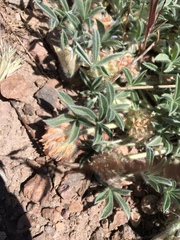 Trifolium andersonii