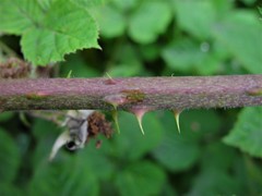 Rubus warrenii
