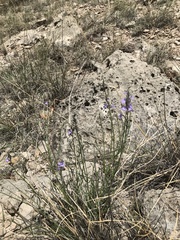 Hesperidanthus linearifolius