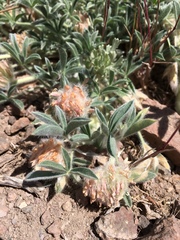 Trifolium andersonii