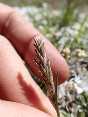Poa cusickii