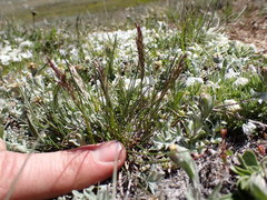 Poa cusickii