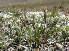 Poa cusickii