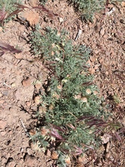Trifolium andersonii