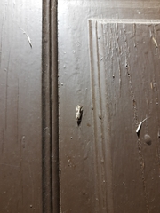 Endothenia quadrimaculana