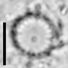 Cyclotella atomus
