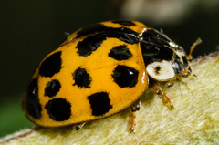 Harmonia axyridis