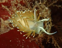 Apata pricei