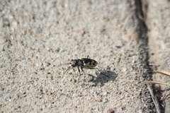 Cicindela formosa