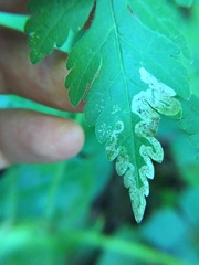 Phytomyza spondylii group