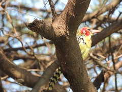 Trachyphonus erythrocephalus