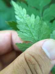 Phytomyza spondylii group