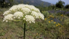 Silphiodaucus hispidus