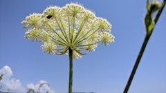 Silphiodaucus hispidus