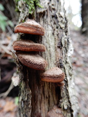 Lentinellus castoreus