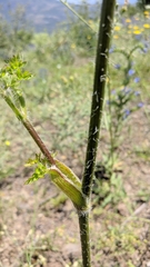 Silphiodaucus hispidus