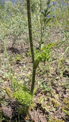 Silphiodaucus hispidus