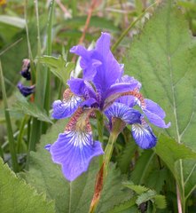 Iris sanguinea