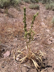 Toxicoscordion paniculatum