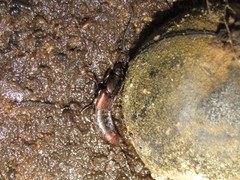 Platydracus cinnamopterus