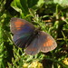 Swiss Brassy Ringlet - Photo (c) Mirko Tomasi, some rights reserved (CC BY-NC), uploaded by Mirko Tomasi