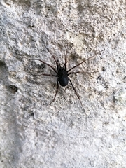 Zachaeus crista