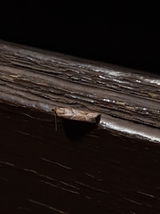 Nyctegretis lineana