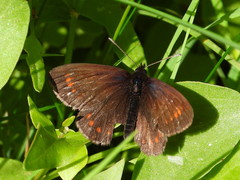 Erebia pharte